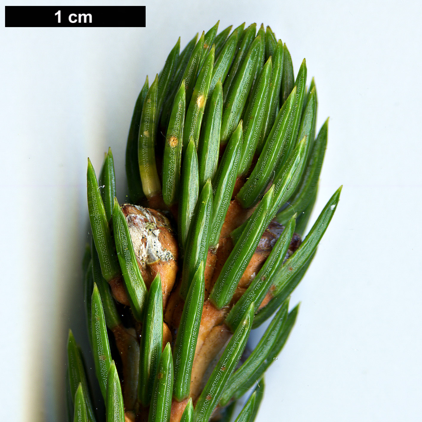 High resolution image: Family: Pinaceae - Genus: Picea - Taxon: alcoquiana