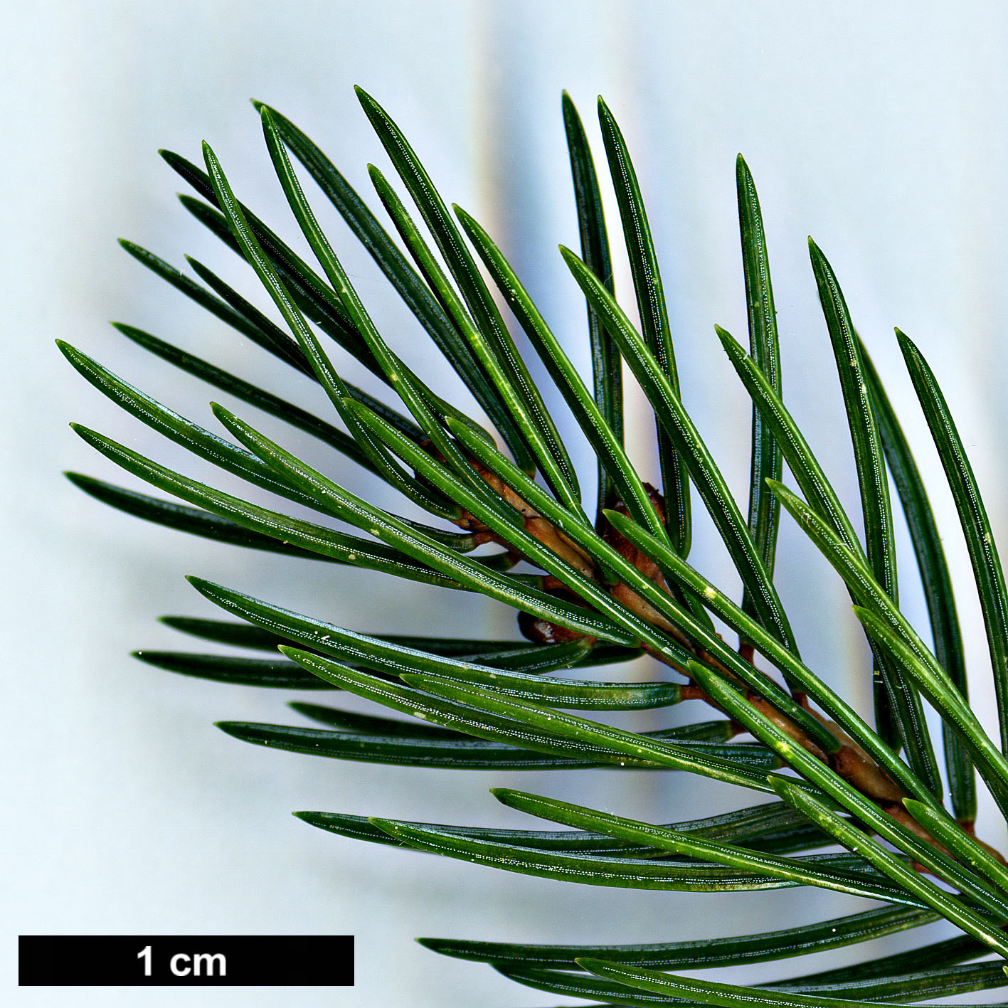 High resolution image: Family: Pinaceae - Genus: Picea - Taxon: alcoquiana