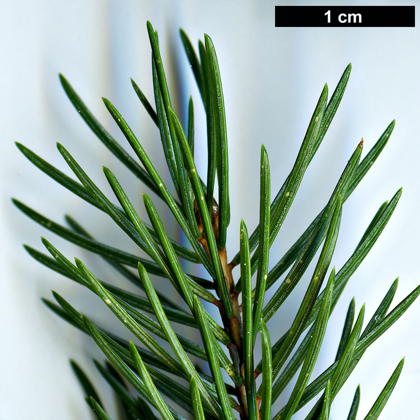 High resolution image: Family: Pinaceae - Genus: Picea - Taxon: alcoquiana