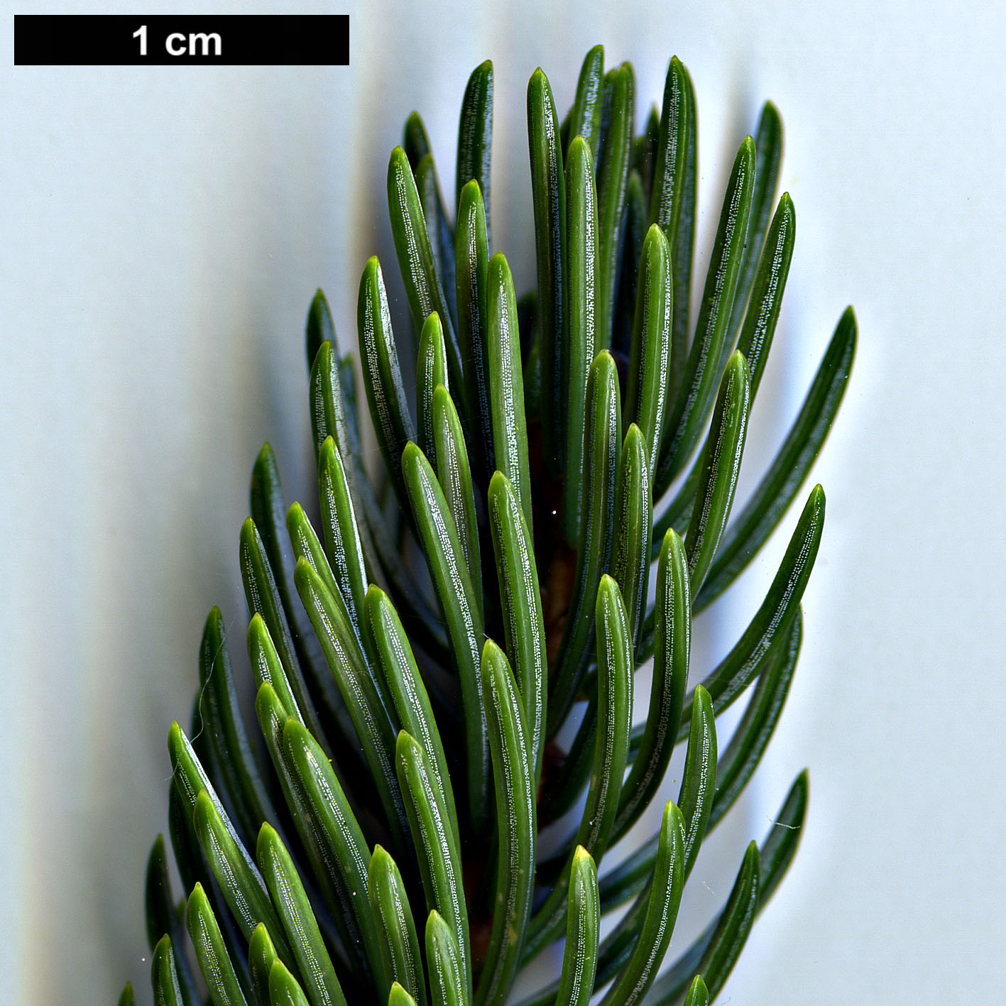 High resolution image: Family: Pinaceae - Genus: Picea - Taxon: alcoquiana