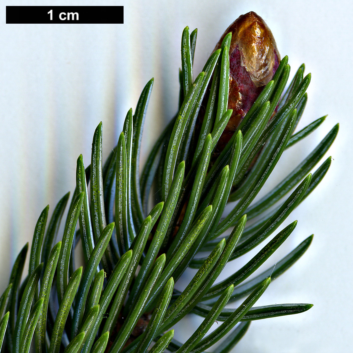 High resolution image: Family: Pinaceae - Genus: Picea - Taxon: alcoquiana