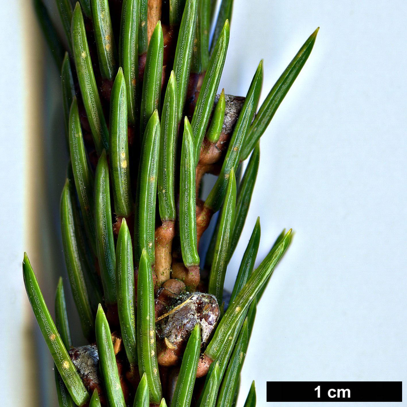 High resolution image: Family: Pinaceae - Genus: Picea - Taxon: alcoquiana