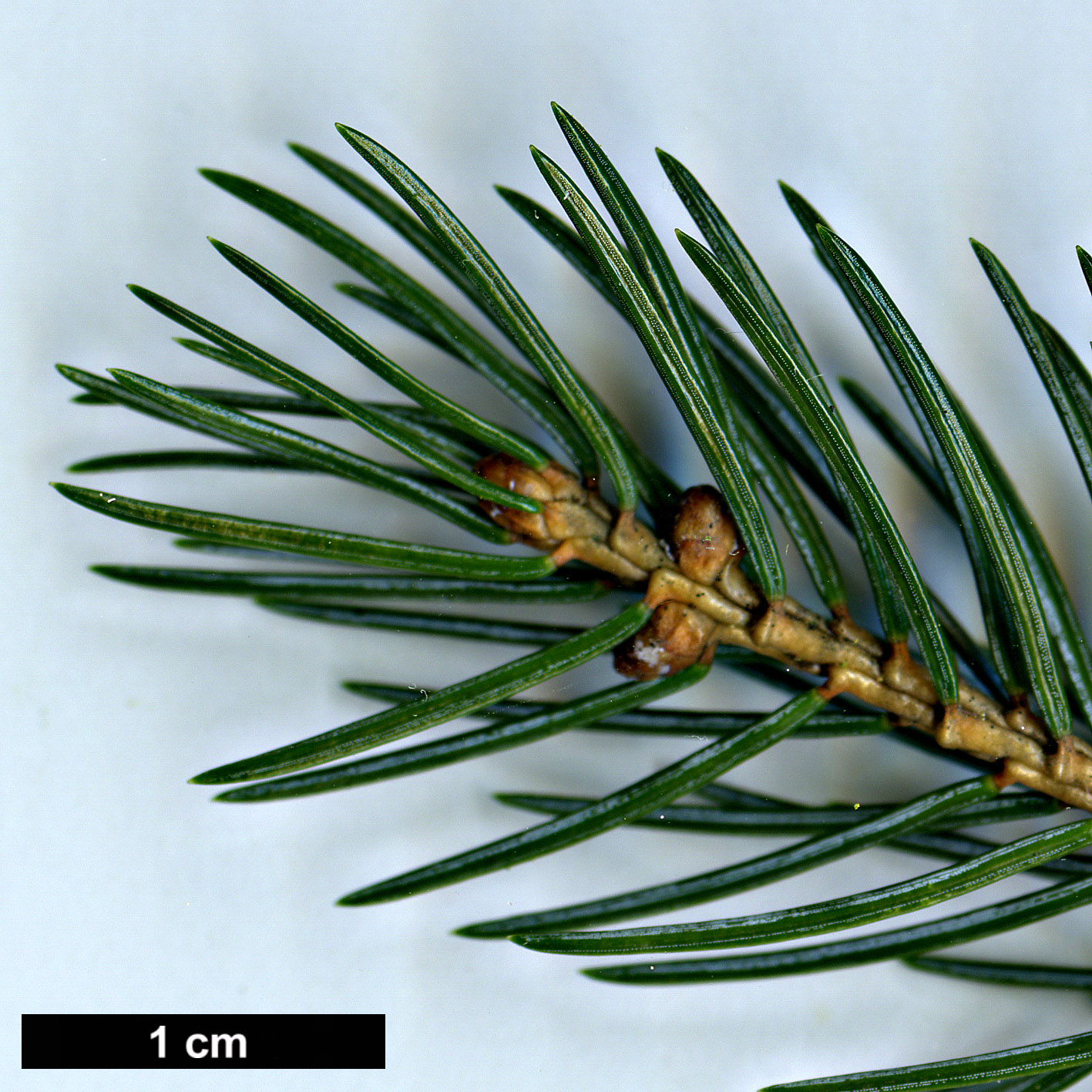 High resolution image: Family: Pinaceae - Genus: Picea - Taxon: alcoquiana