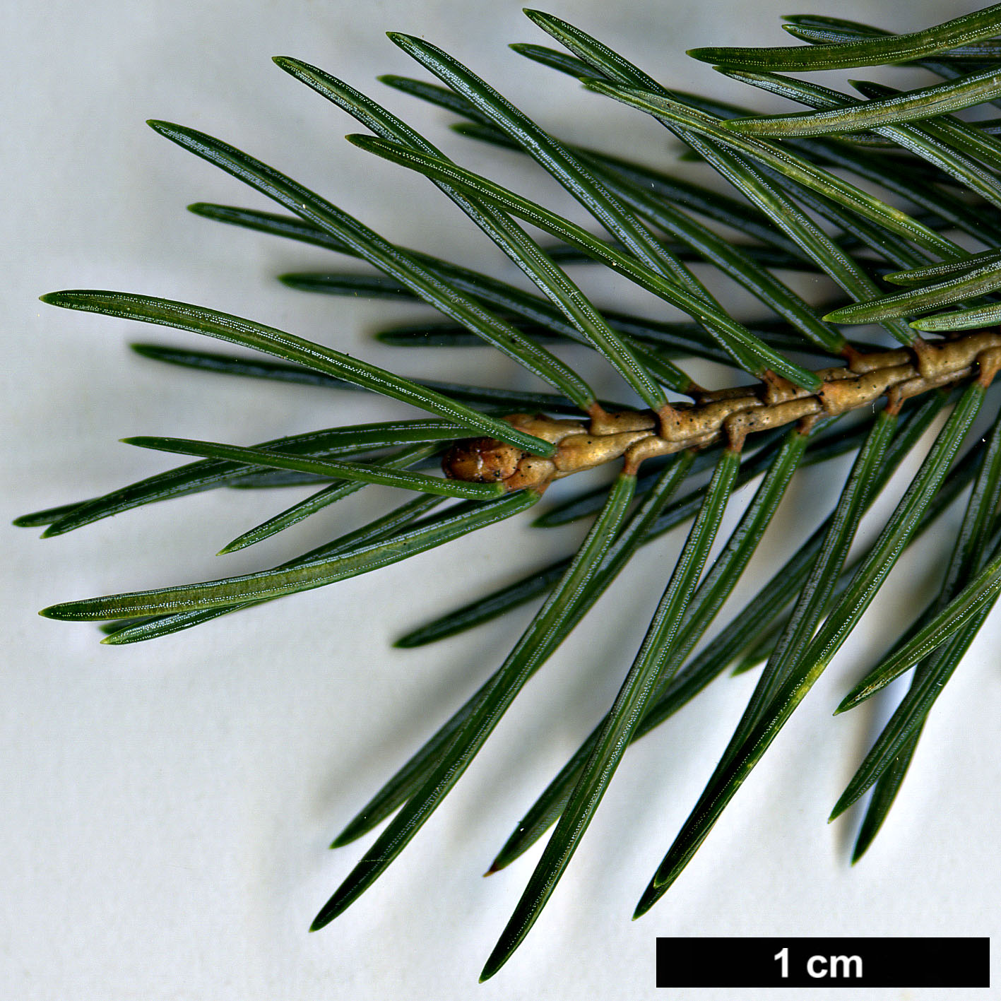 High resolution image: Family: Pinaceae - Genus: Picea - Taxon: alcoquiana