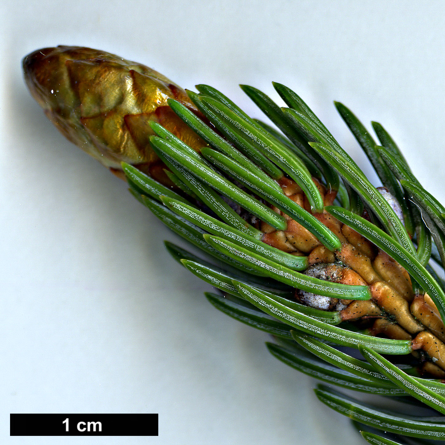 High resolution image: Family: Pinaceae - Genus: Picea - Taxon: alcoquiana