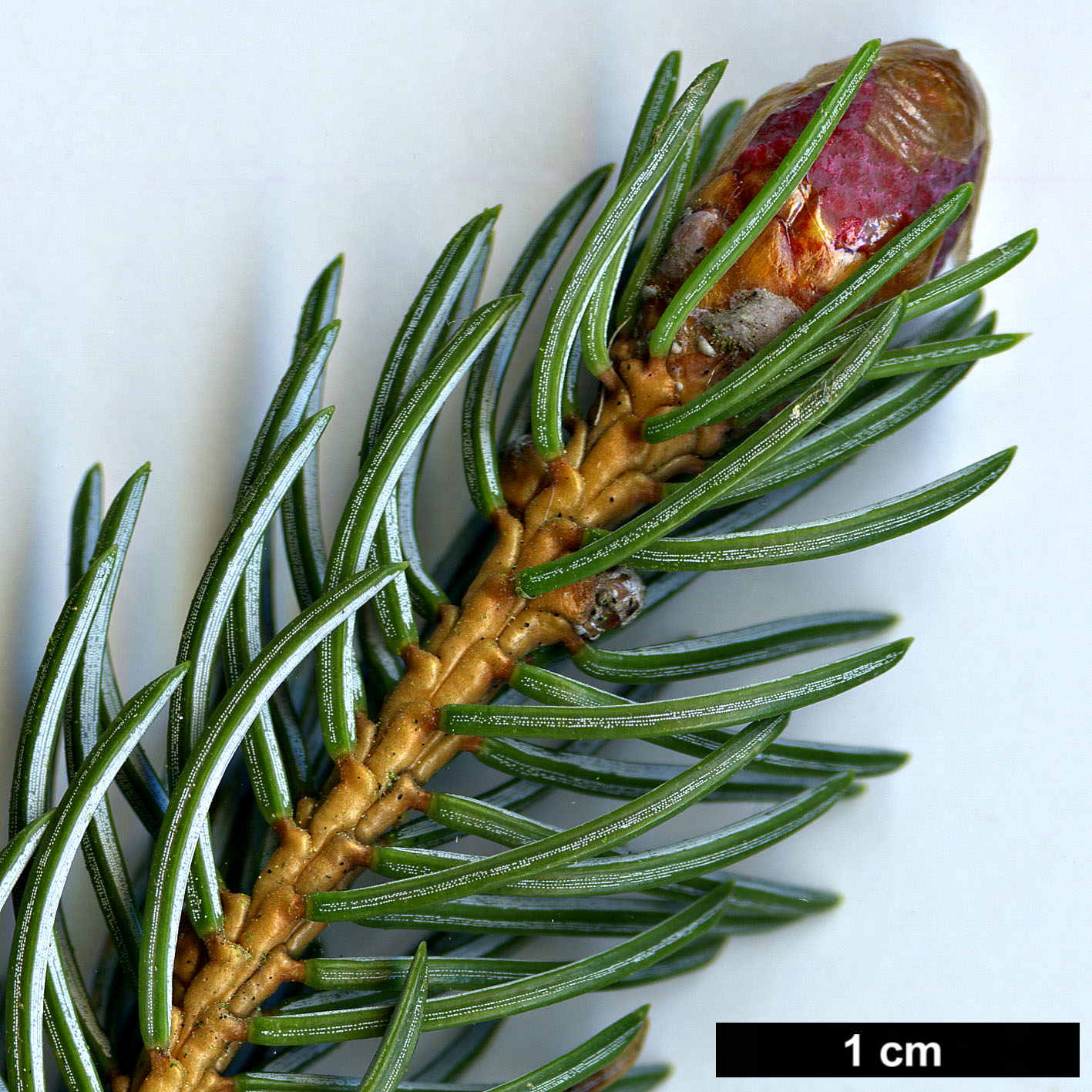 High resolution image: Family: Pinaceae - Genus: Picea - Taxon: alcoquiana