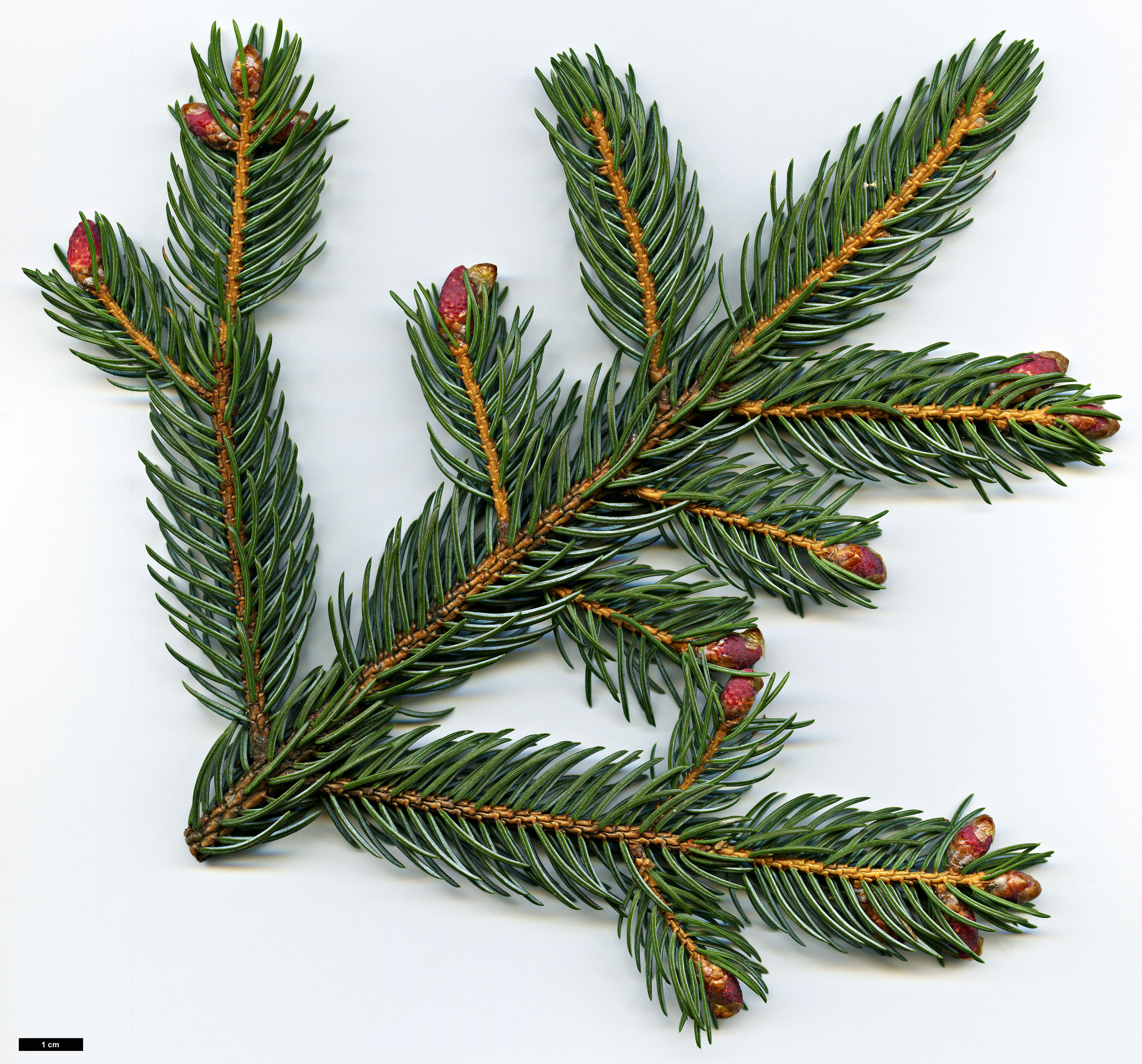 High resolution image: Family: Pinaceae - Genus: Picea - Taxon: alcoquiana