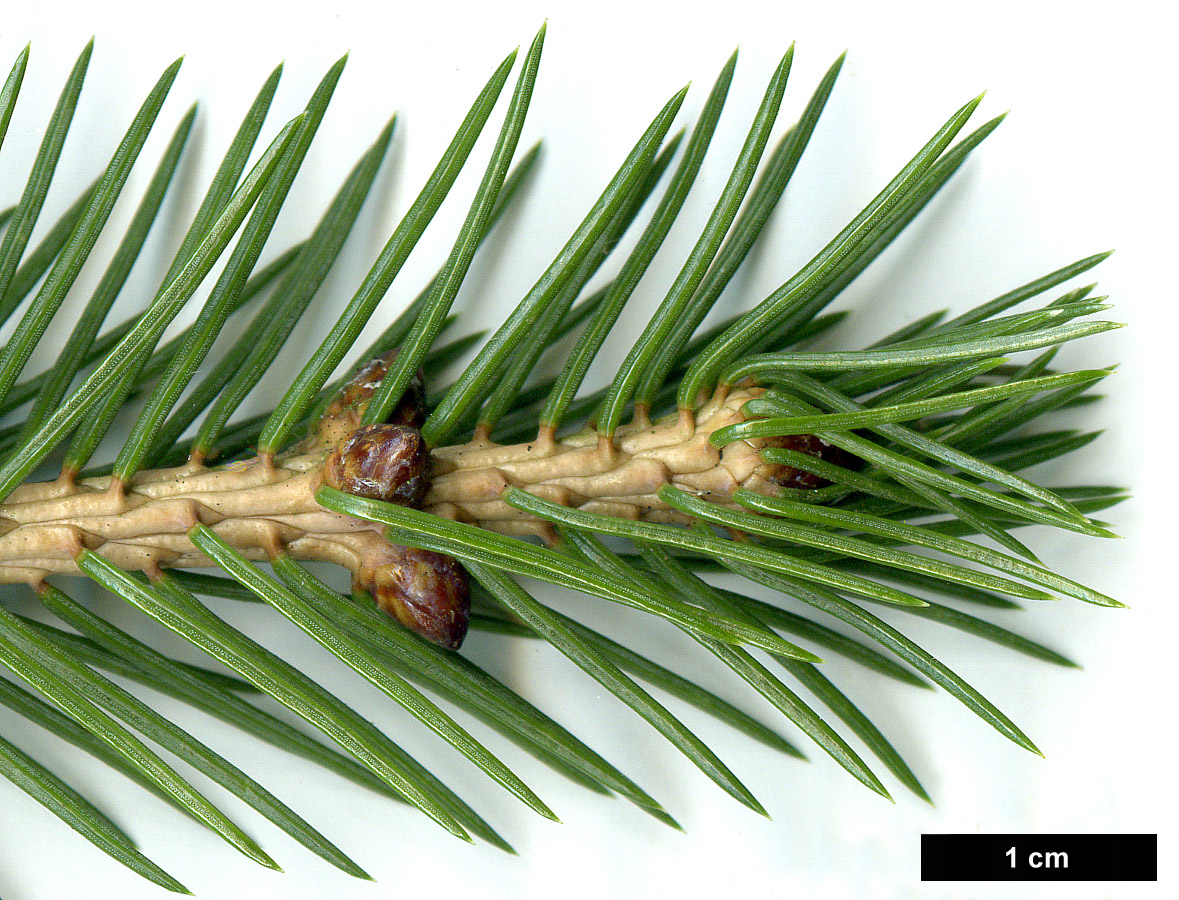 High resolution image: Family: Pinaceae - Genus: Picea - Taxon: alcoquiana