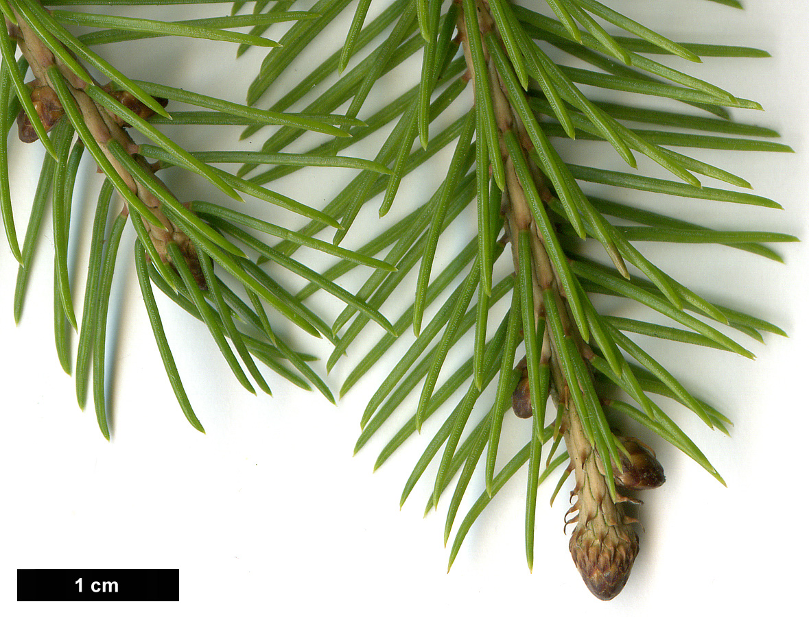 High resolution image: Family: Pinaceae - Genus: Picea - Taxon: alcoquiana