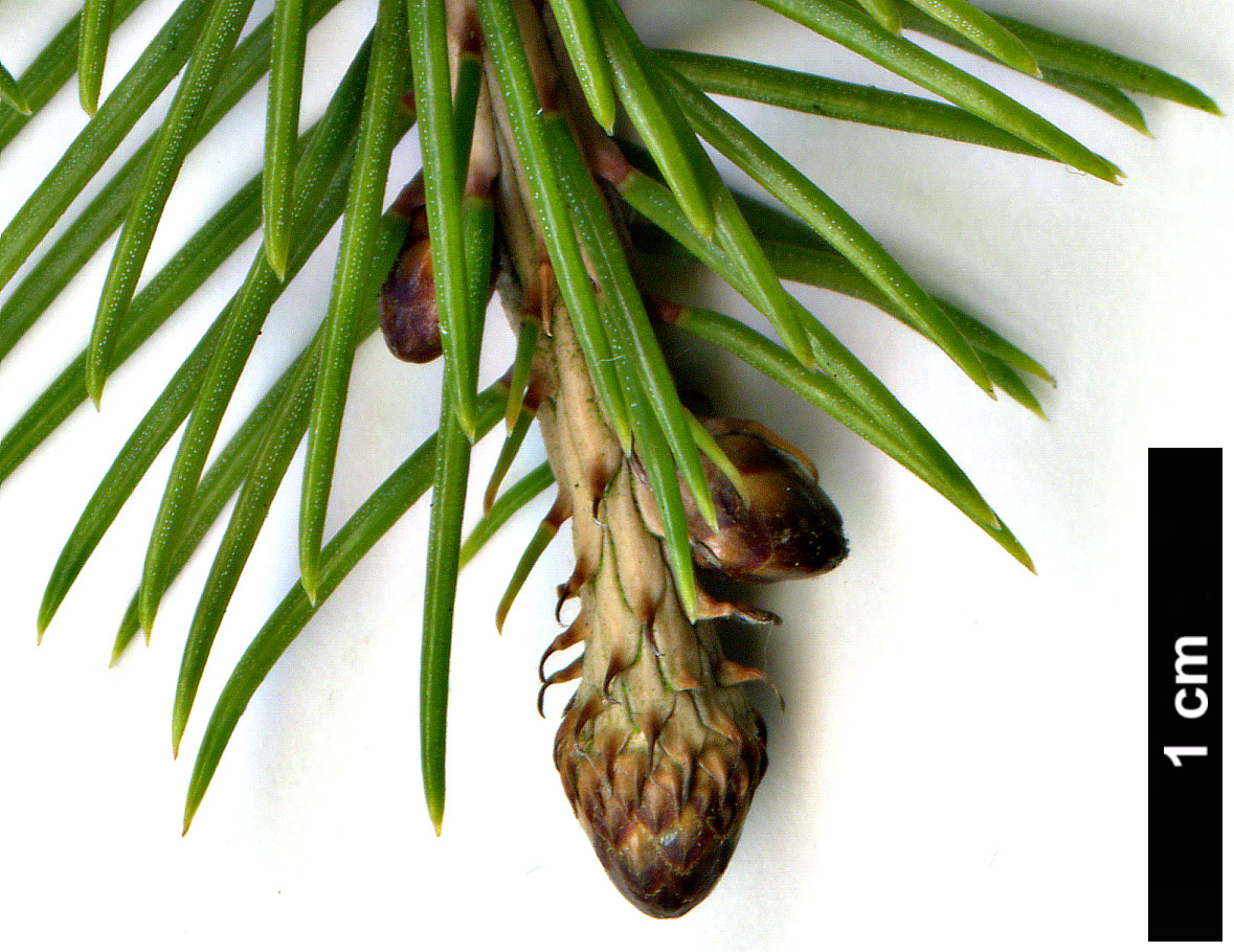 High resolution image: Family: Pinaceae - Genus: Picea - Taxon: alcoquiana