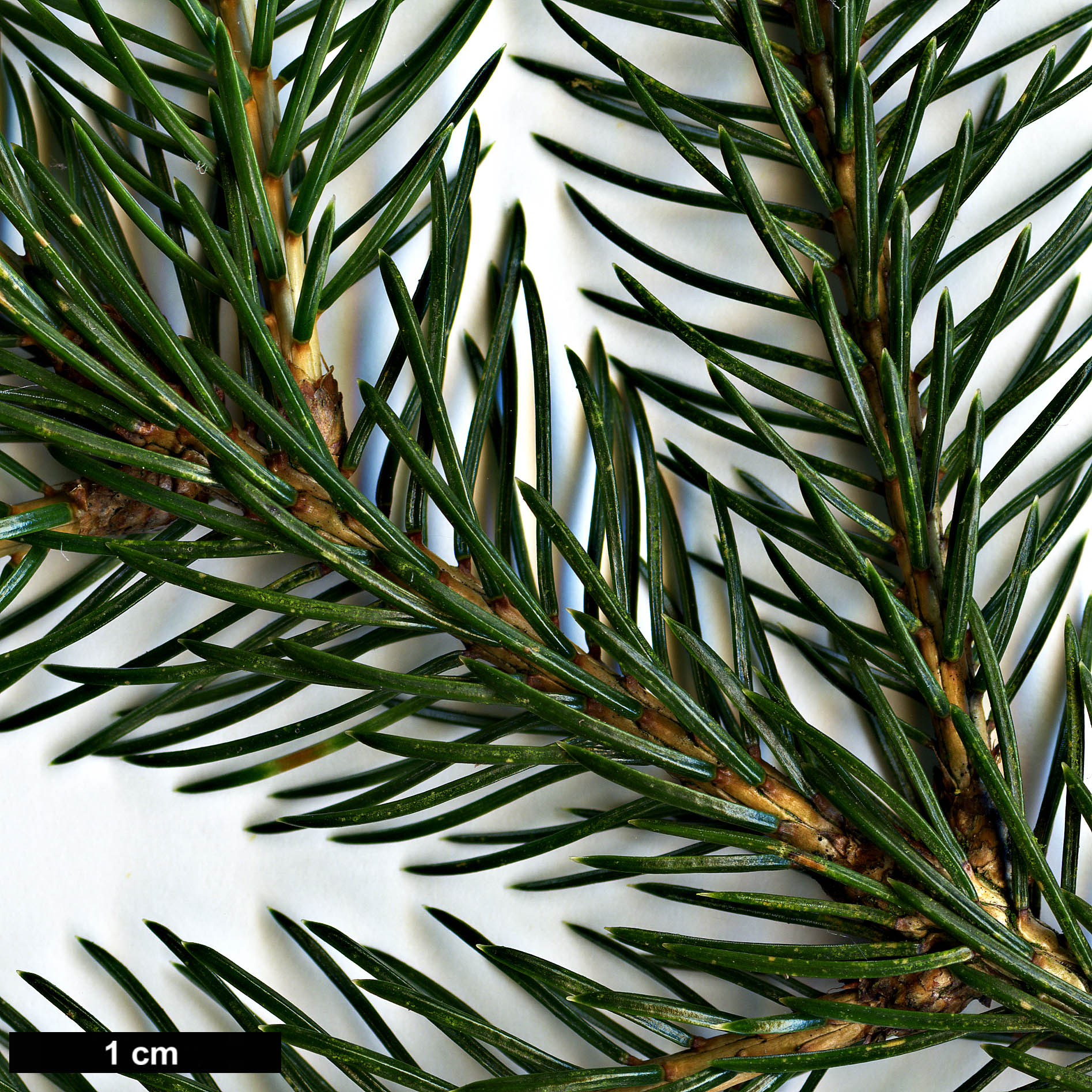 High resolution image: Family: Pinaceae - Genus: Picea - Taxon: alcoquiana