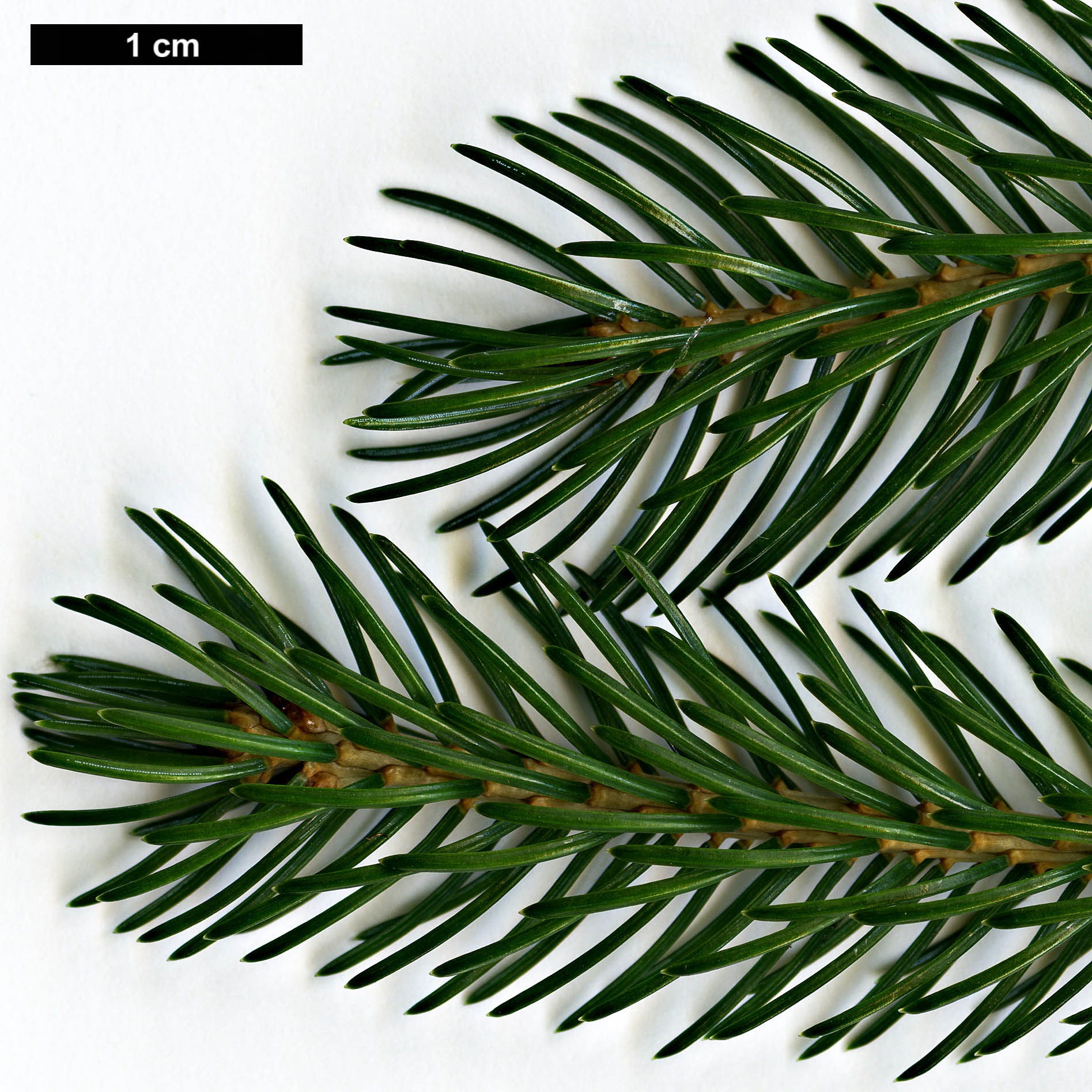 High resolution image: Family: Pinaceae - Genus: Picea - Taxon: alcoquiana