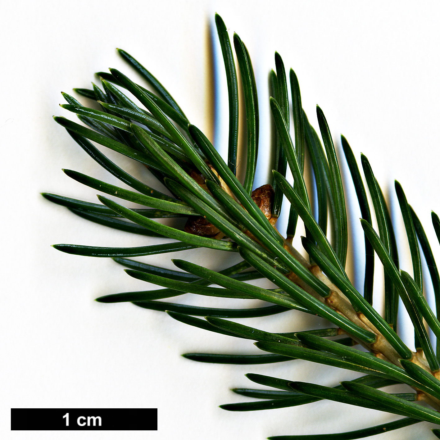 High resolution image: Family: Pinaceae - Genus: Picea - Taxon: alcoquiana