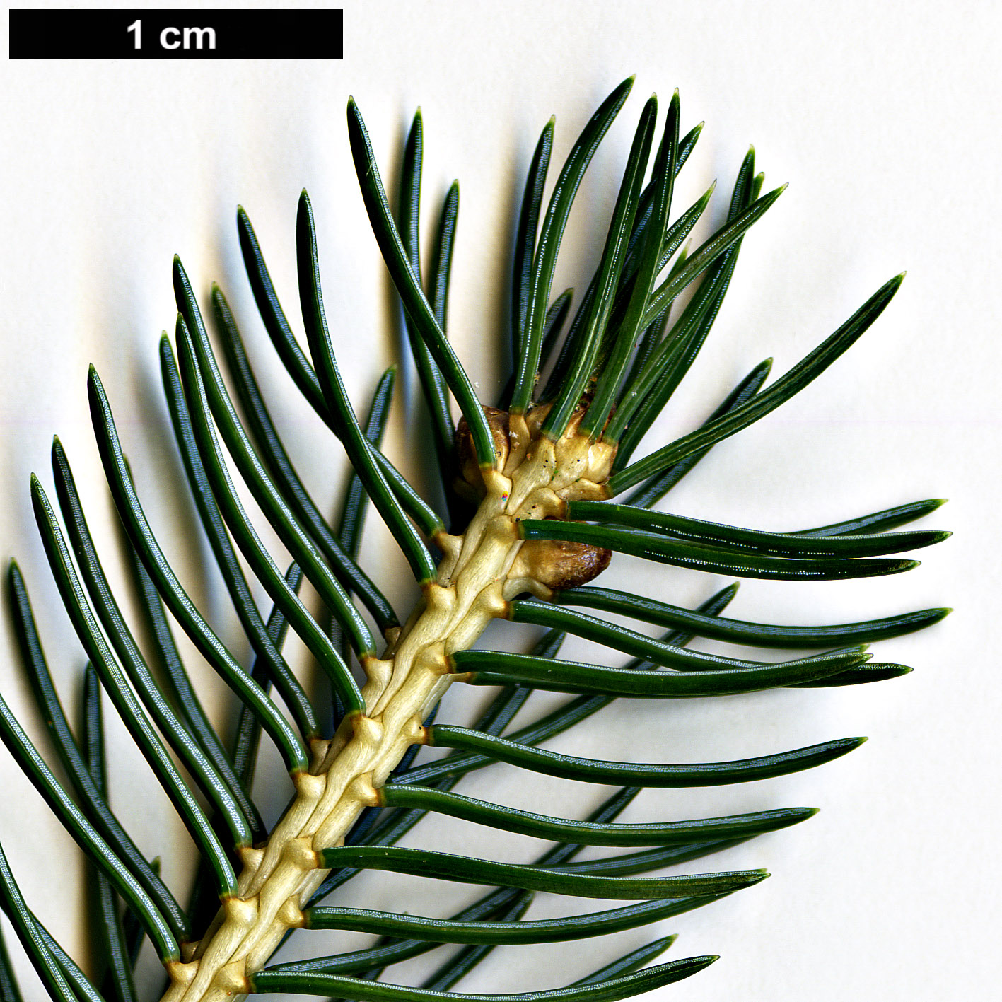 High resolution image: Family: Pinaceae - Genus: Picea - Taxon: alcoquiana