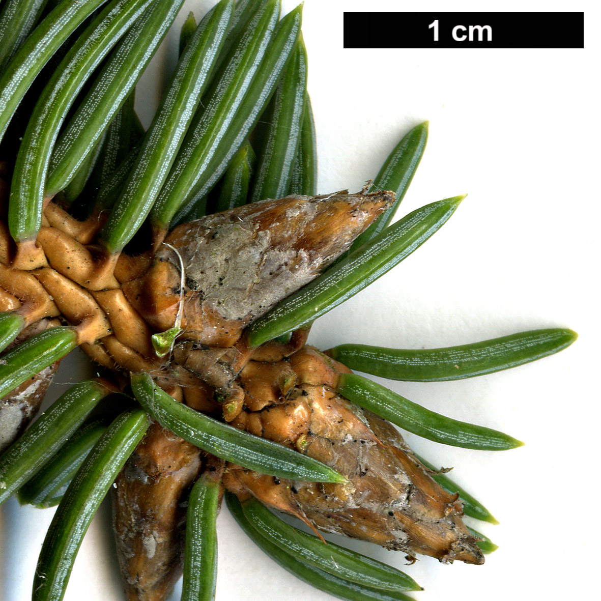 High resolution image: Family: Pinaceae - Genus: Picea - Taxon: asperata