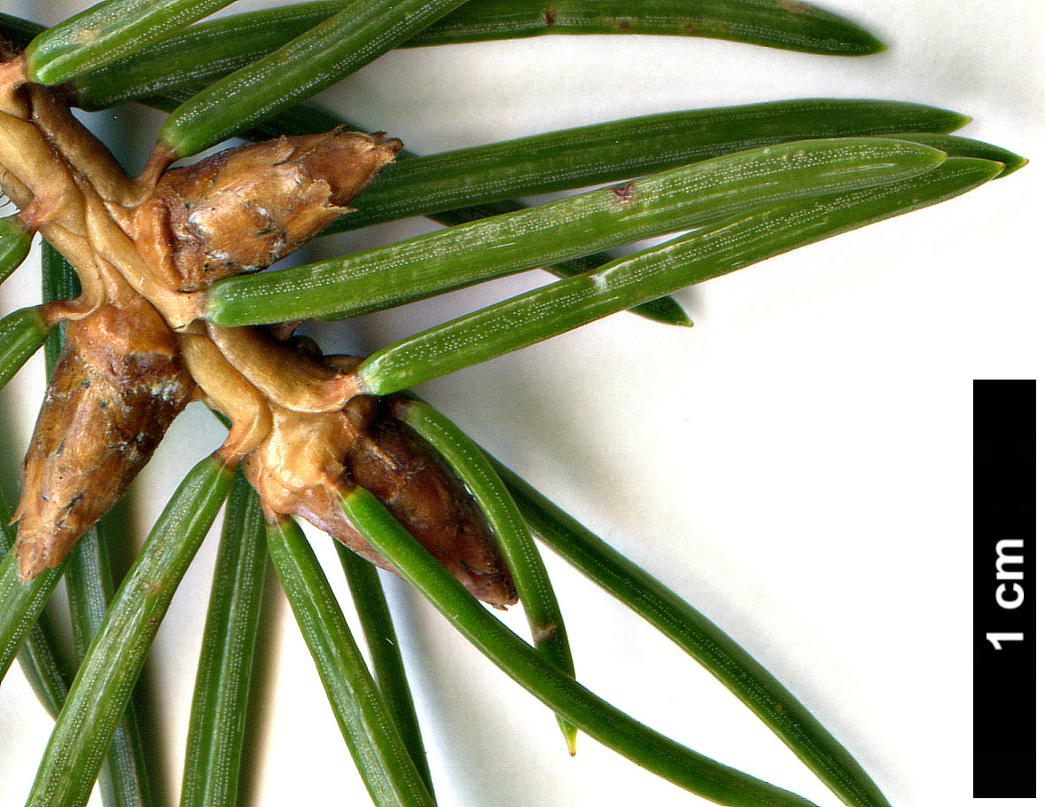 High resolution image: Family: Pinaceae - Genus: Picea - Taxon: asperata