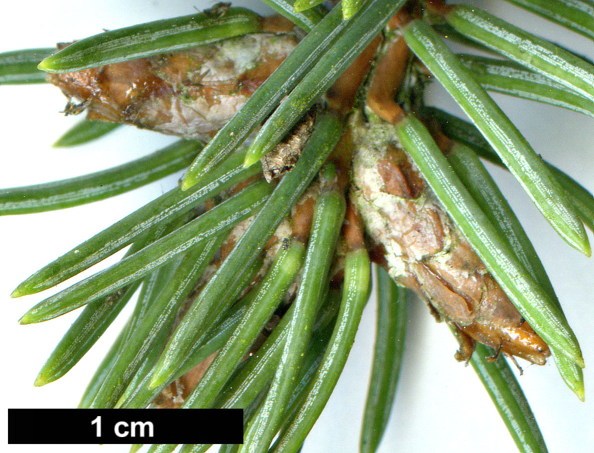 High resolution image: Family: Pinaceae - Genus: Picea - Taxon: asperata