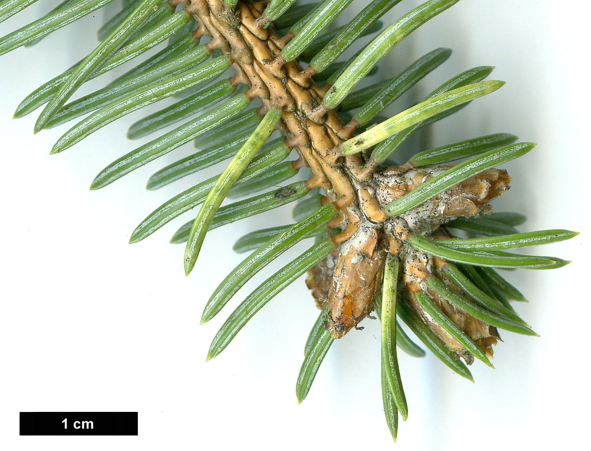 High resolution image: Family: Pinaceae - Genus: Picea - Taxon: asperata