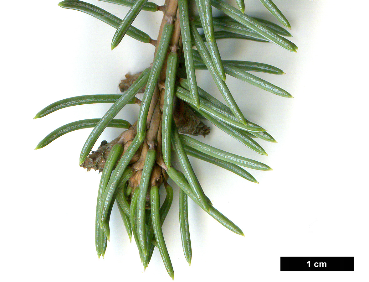 High resolution image: Family: Pinaceae - Genus: Picea - Taxon: asperata