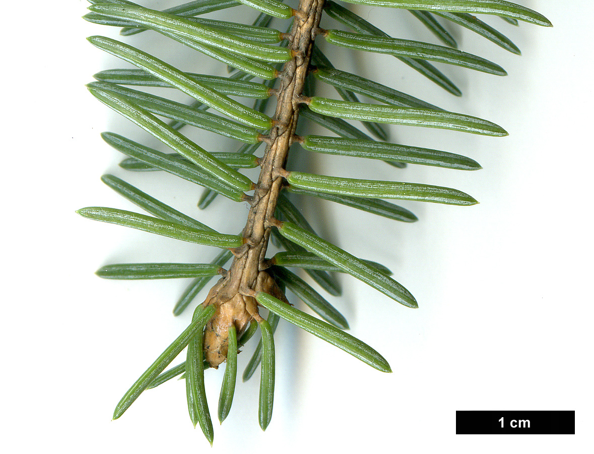 High resolution image: Family: Pinaceae - Genus: Picea - Taxon: asperata