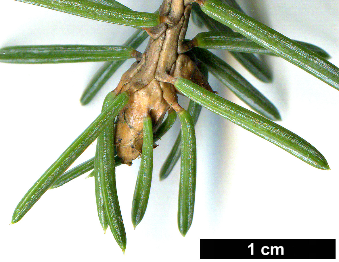 High resolution image: Family: Pinaceae - Genus: Picea - Taxon: asperata