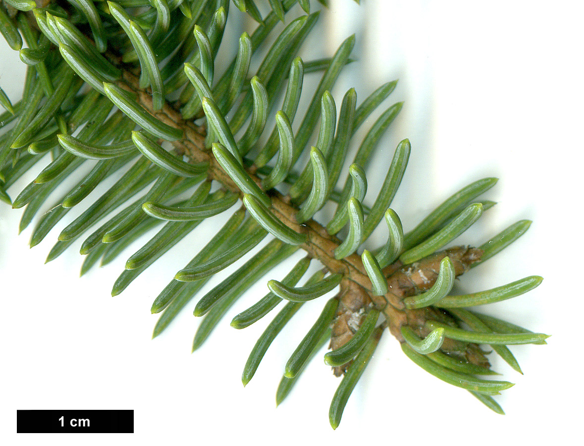 High resolution image: Family: Pinaceae - Genus: Picea - Taxon: asperata