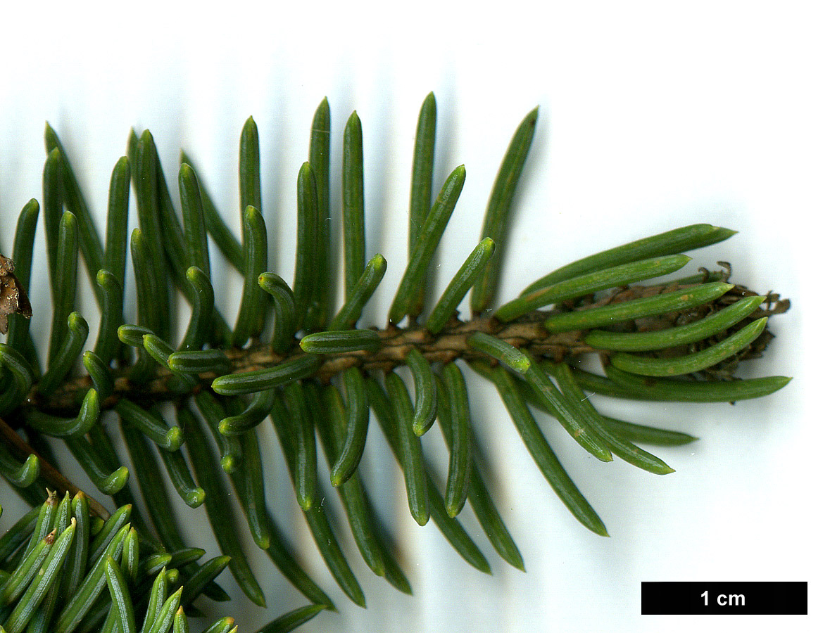 High resolution image: Family: Pinaceae - Genus: Picea - Taxon: asperata