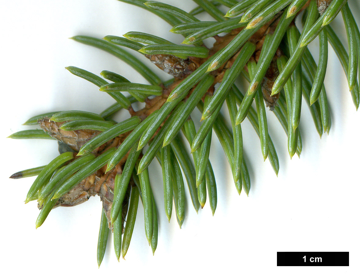 High resolution image: Family: Pinaceae - Genus: Picea - Taxon: asperata