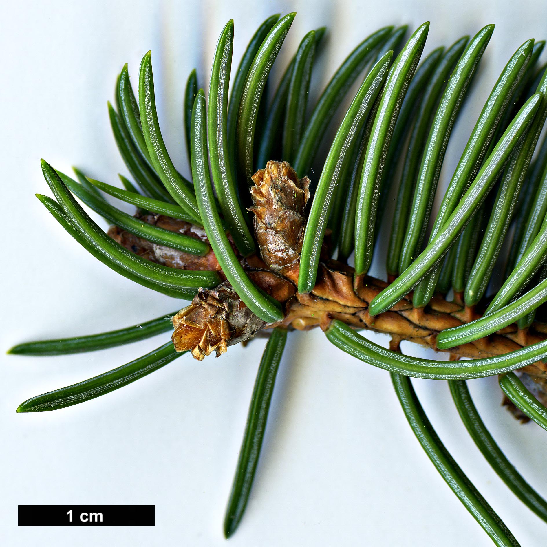 High resolution image: Family: Pinaceae - Genus: Picea - Taxon: asperata