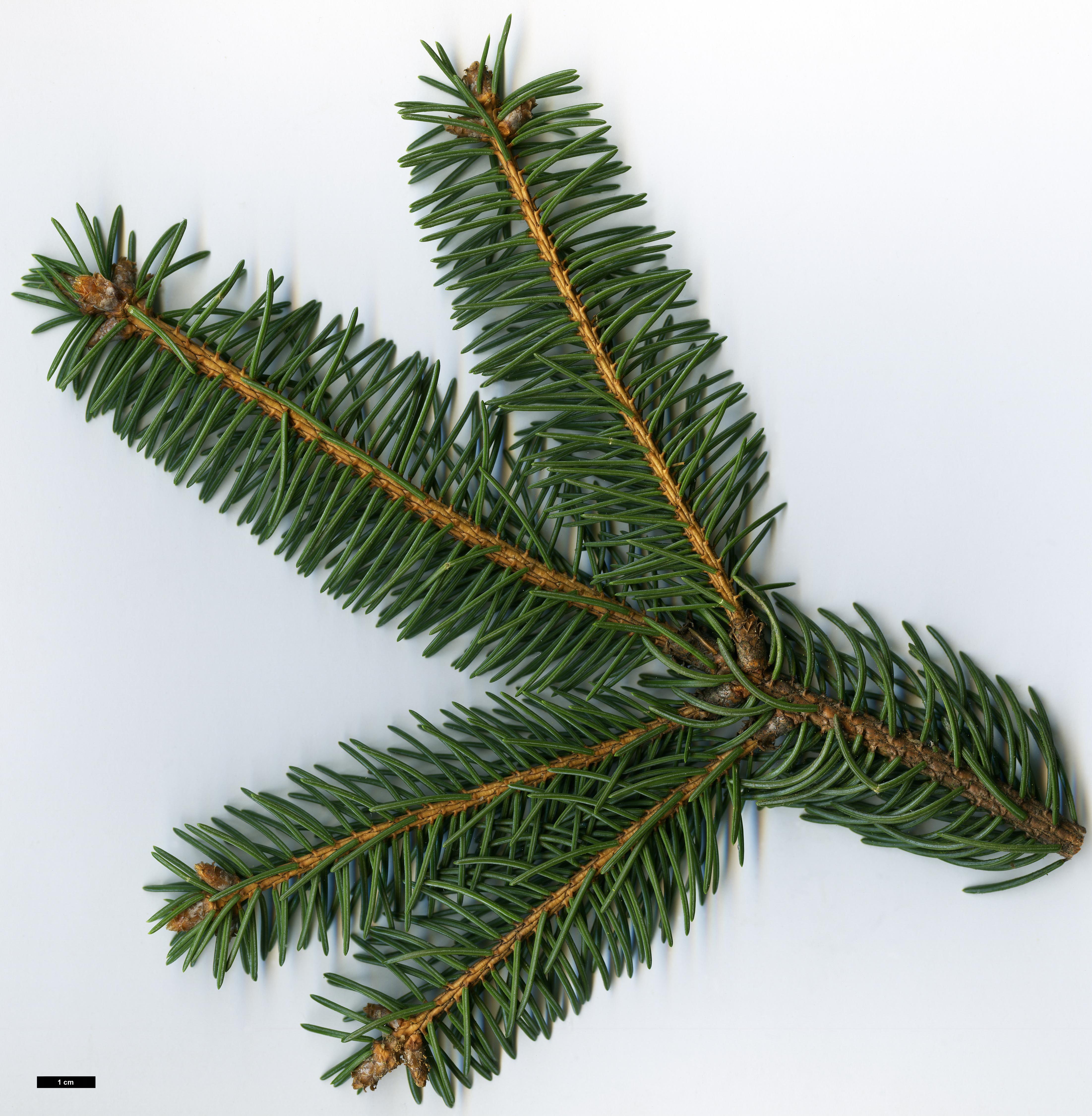 High resolution image: Family: Pinaceae - Genus: Picea - Taxon: asperata