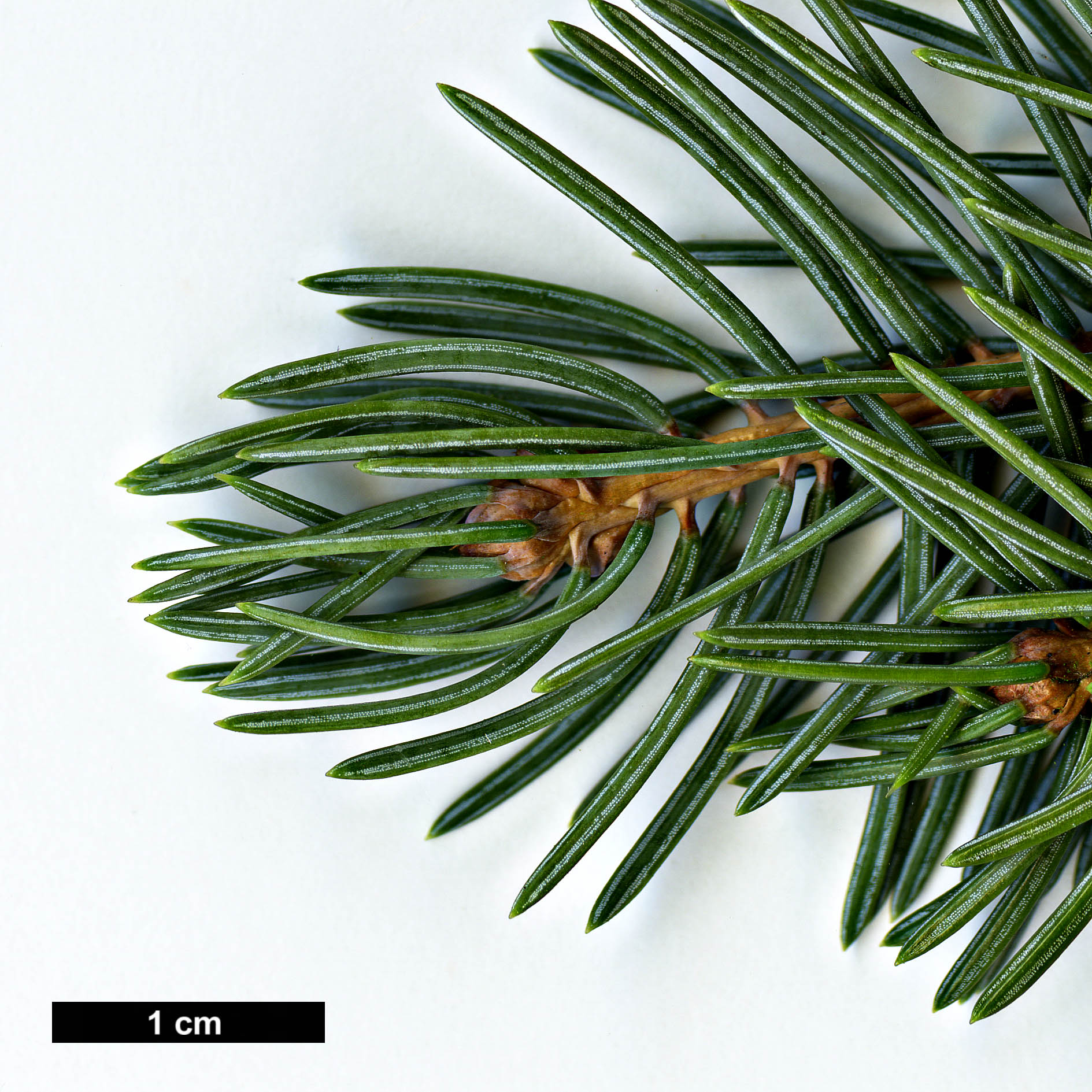 High resolution image: Family: Pinaceae - Genus: Picea - Taxon: asperata