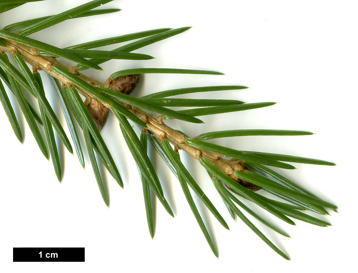 High resolution image: Family: Pinaceae - Genus: Picea - Taxon: brachytyla