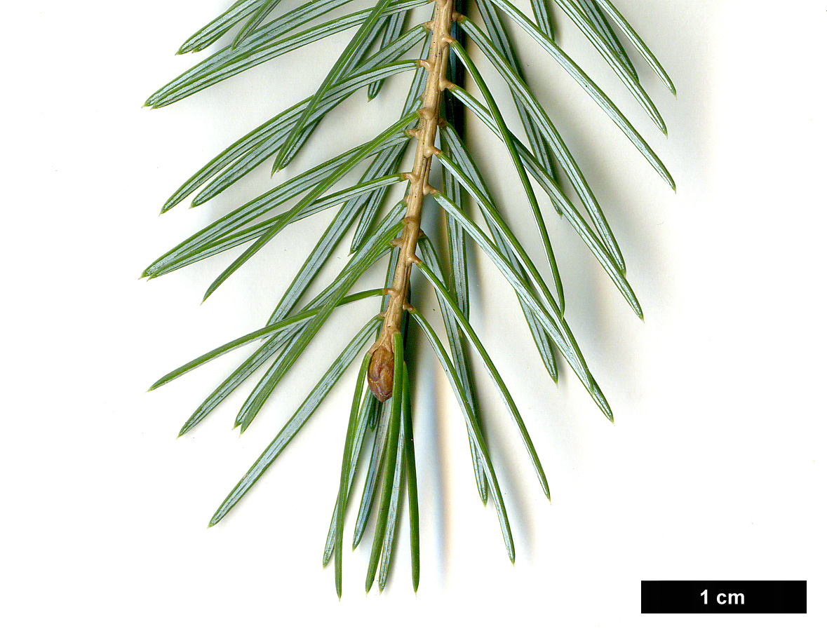 High resolution image: Family: Pinaceae - Genus: Picea - Taxon: brachytyla