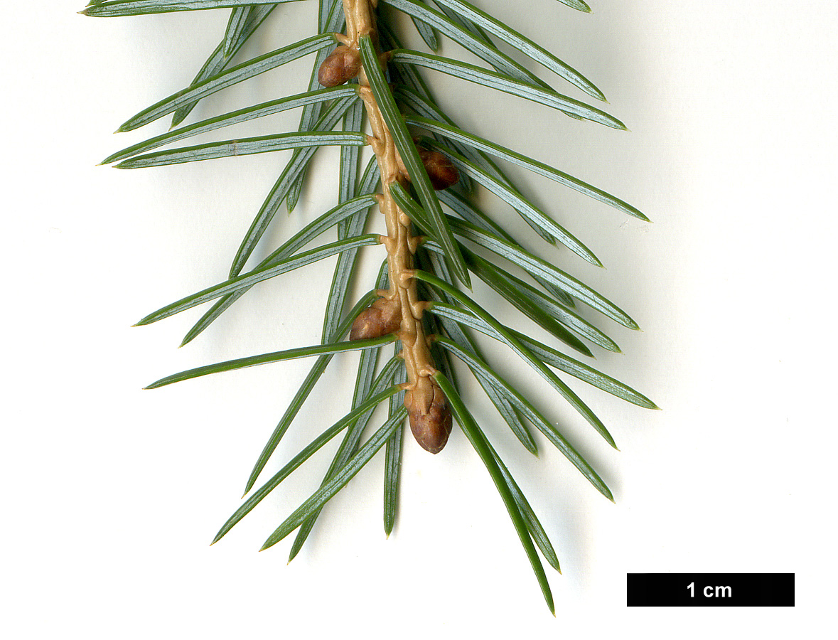 High resolution image: Family: Pinaceae - Genus: Picea - Taxon: brachytyla