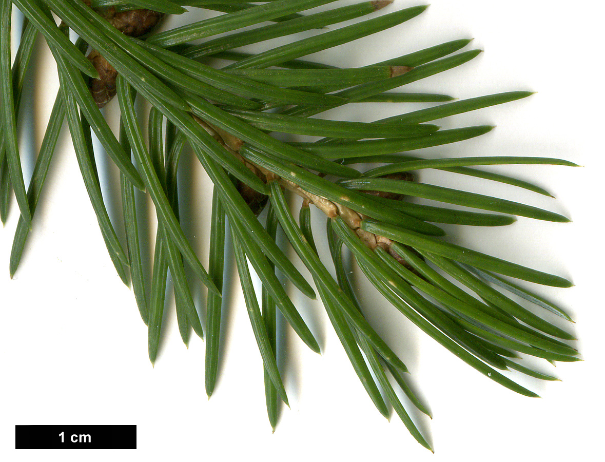 High resolution image: Family: Pinaceae - Genus: Picea - Taxon: brachytyla