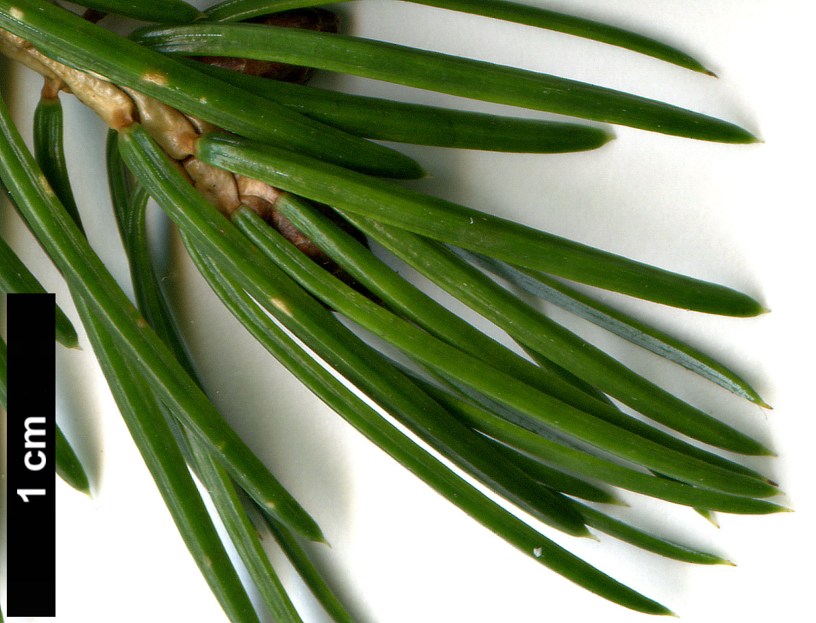 High resolution image: Family: Pinaceae - Genus: Picea - Taxon: brachytyla