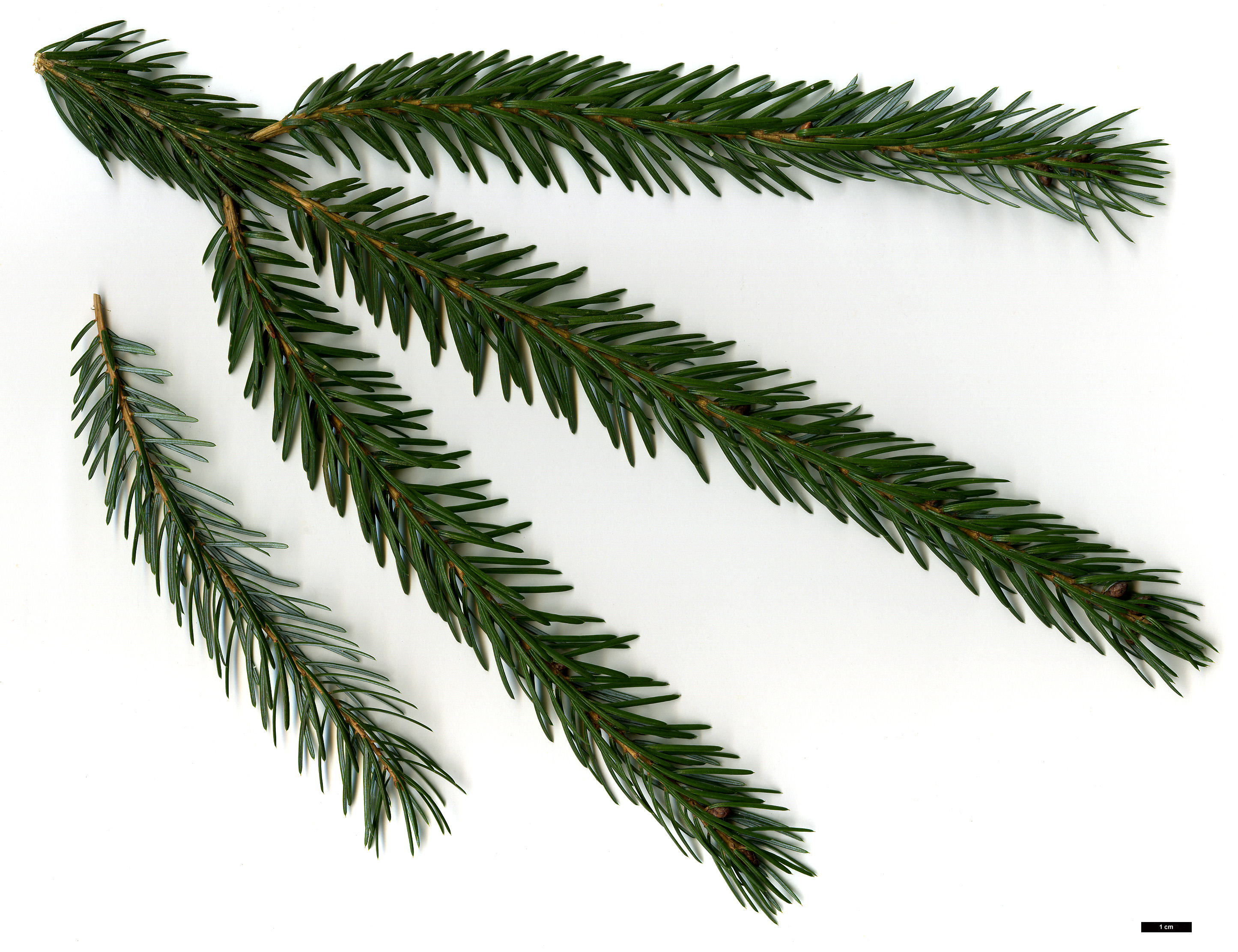 High resolution image: Family: Pinaceae - Genus: Picea - Taxon: brachytyla