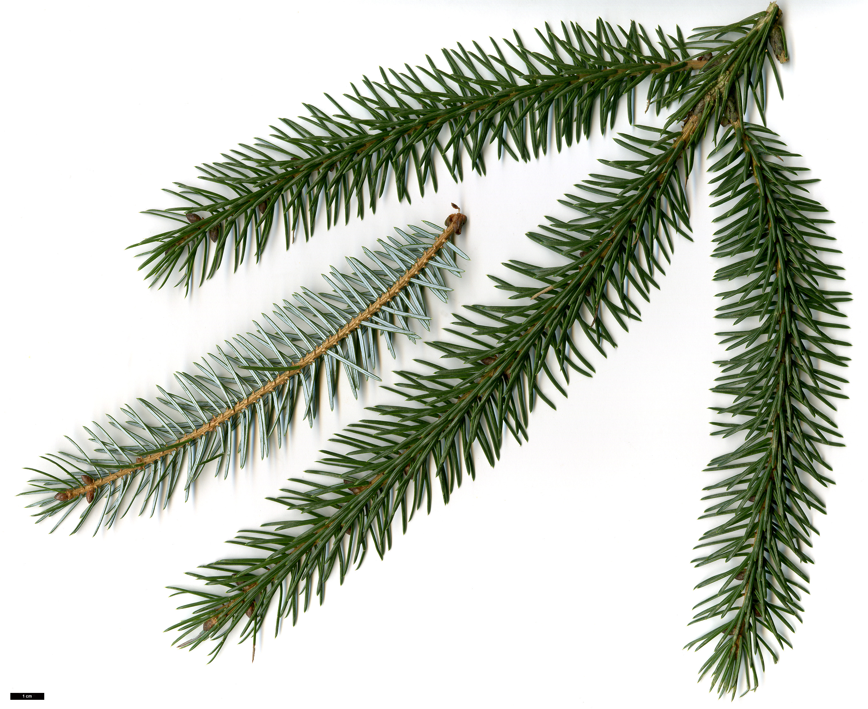 High resolution image: Family: Pinaceae - Genus: Picea - Taxon: brachytyla