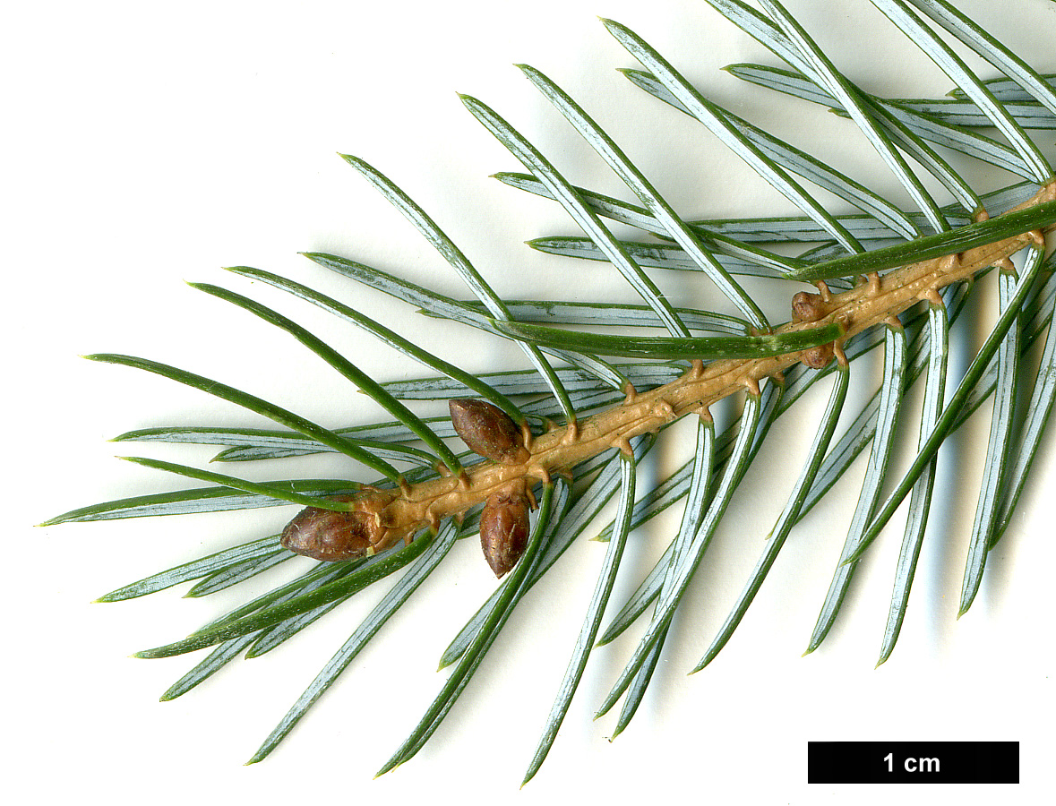 High resolution image: Family: Pinaceae - Genus: Picea - Taxon: brachytyla