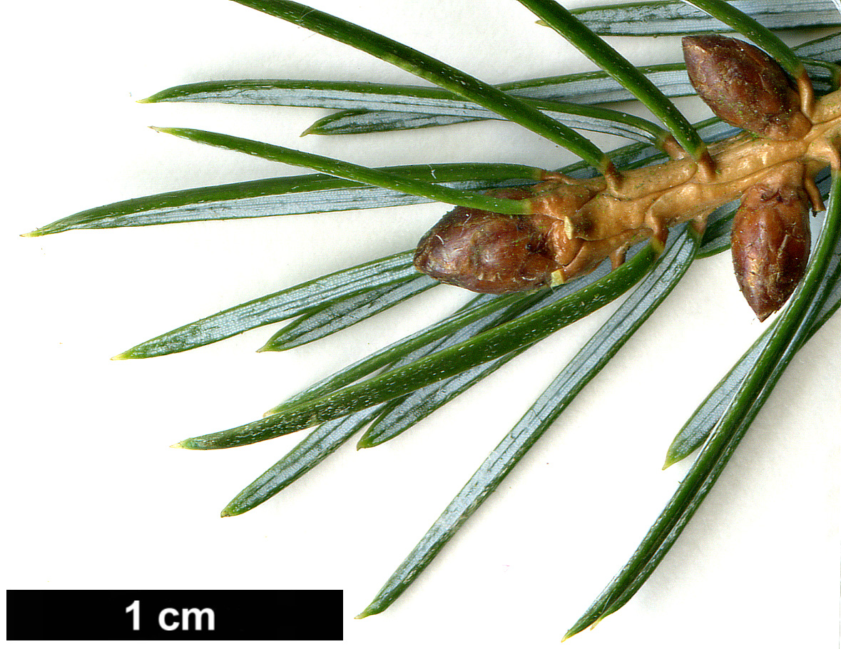 High resolution image: Family: Pinaceae - Genus: Picea - Taxon: brachytyla