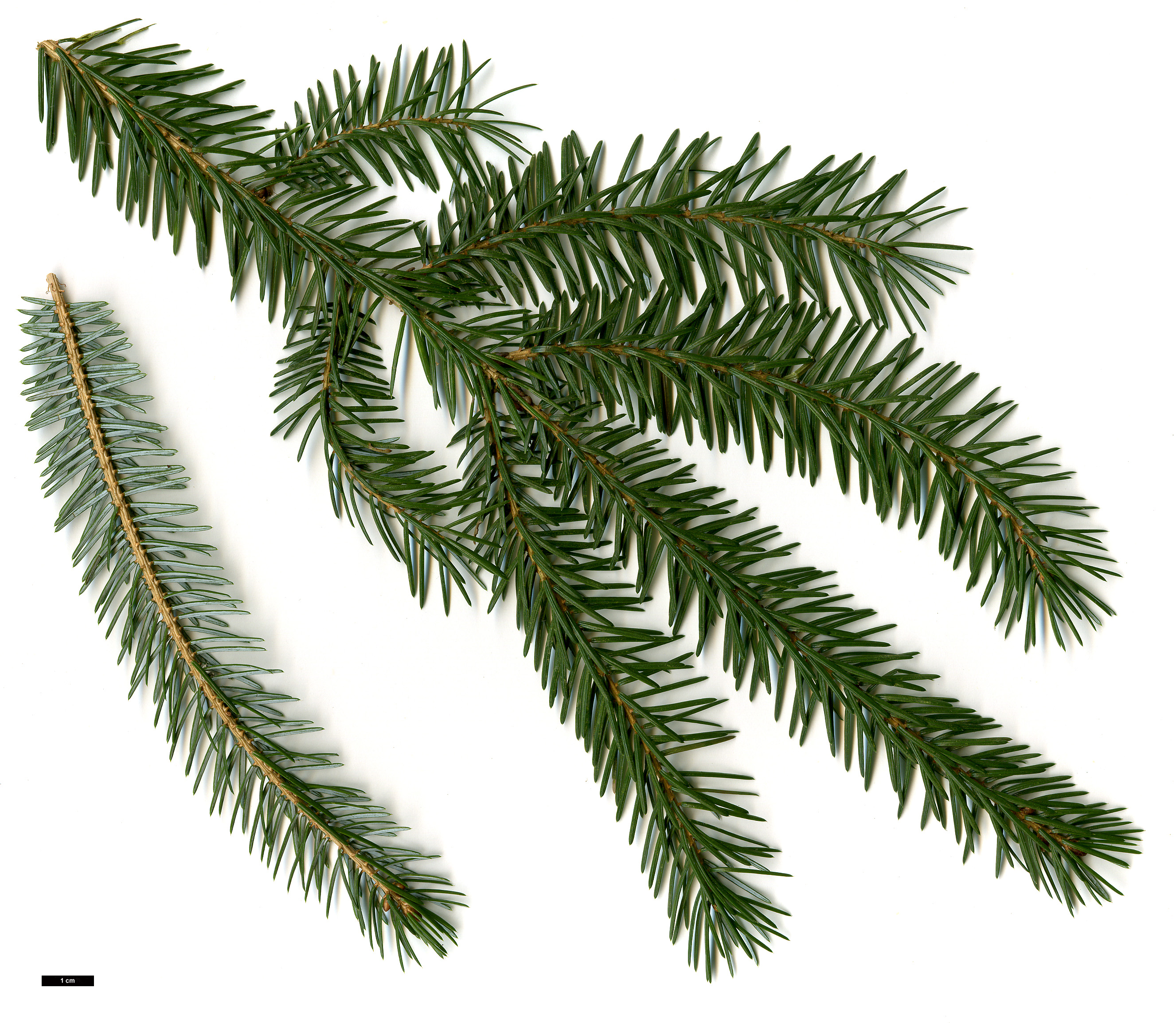 High resolution image: Family: Pinaceae - Genus: Picea - Taxon: brachytyla