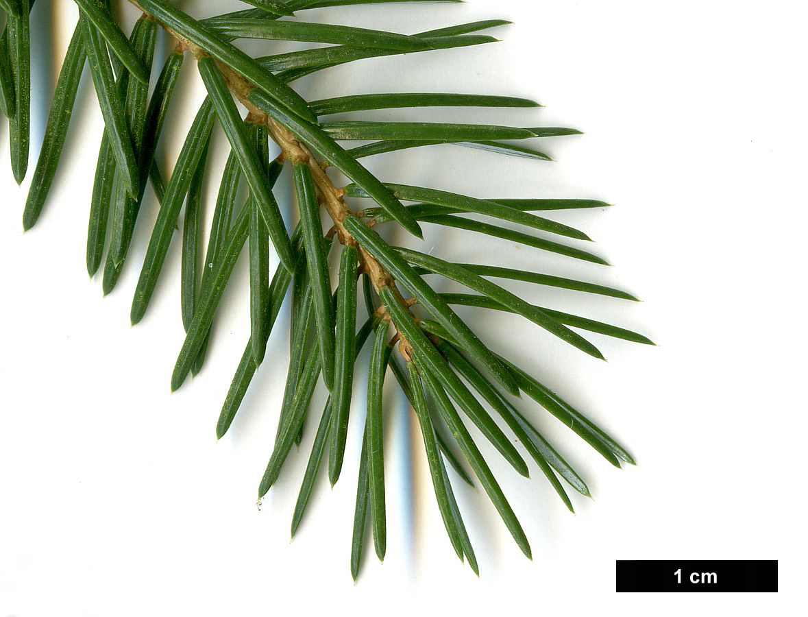 High resolution image: Family: Pinaceae - Genus: Picea - Taxon: brachytyla