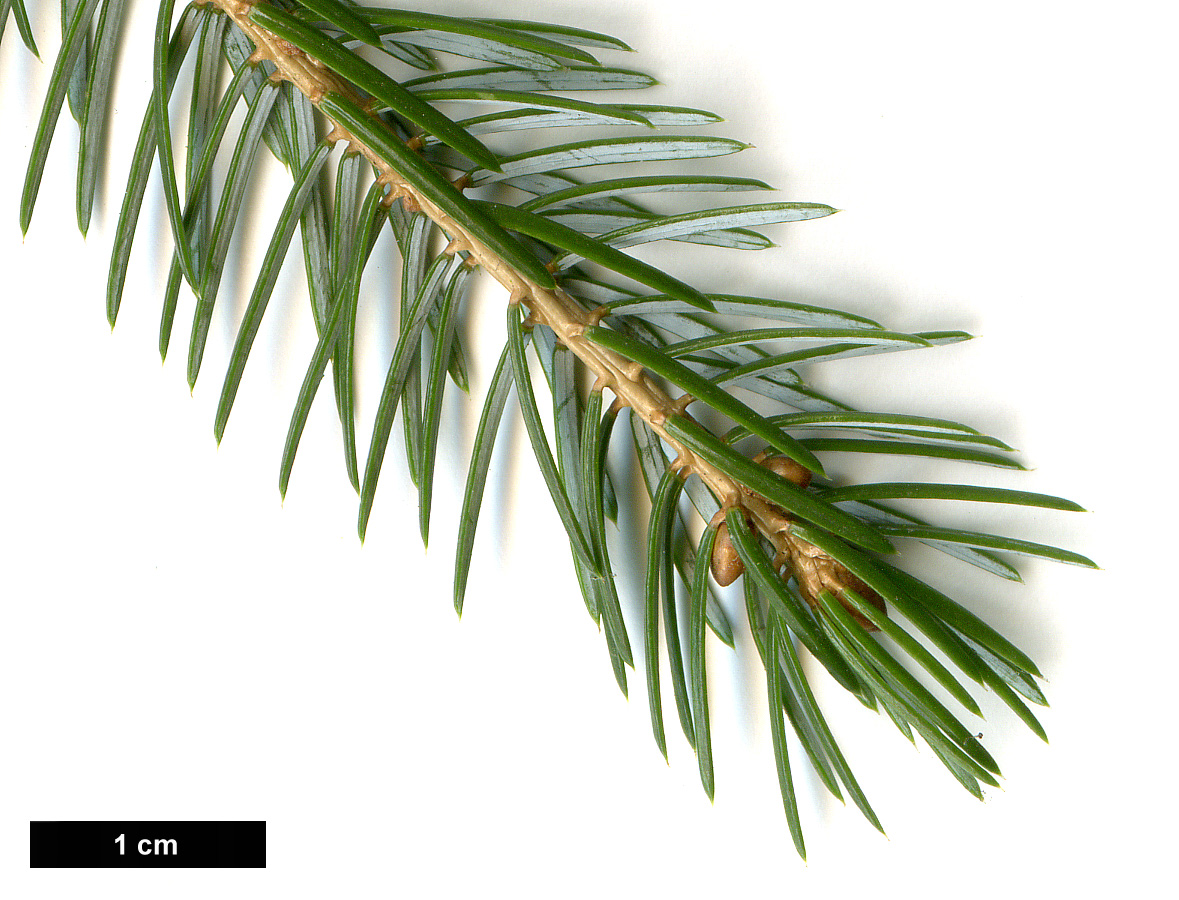 High resolution image: Family: Pinaceae - Genus: Picea - Taxon: brachytyla