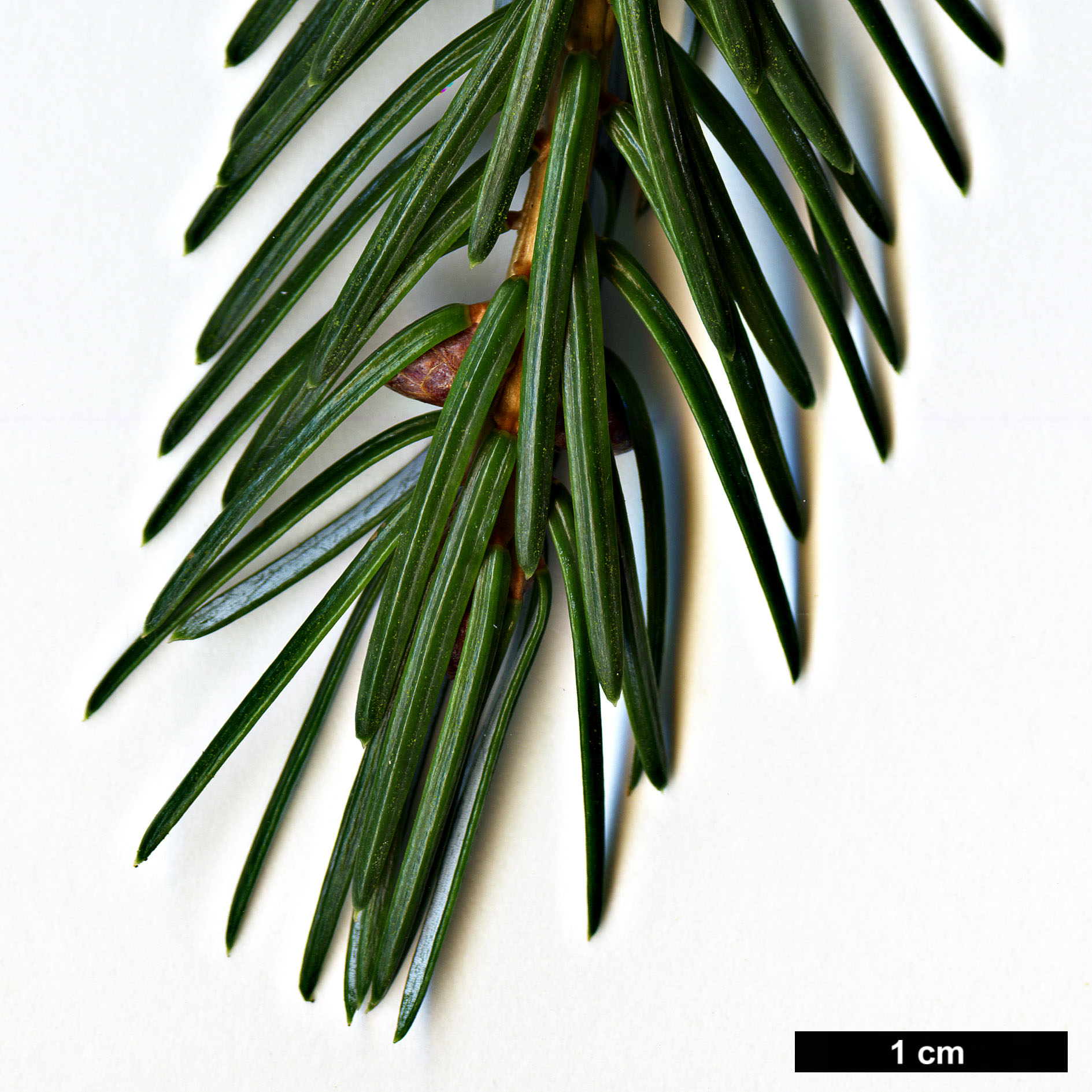 High resolution image: Family: Pinaceae - Genus: Picea - Taxon: brachytyla