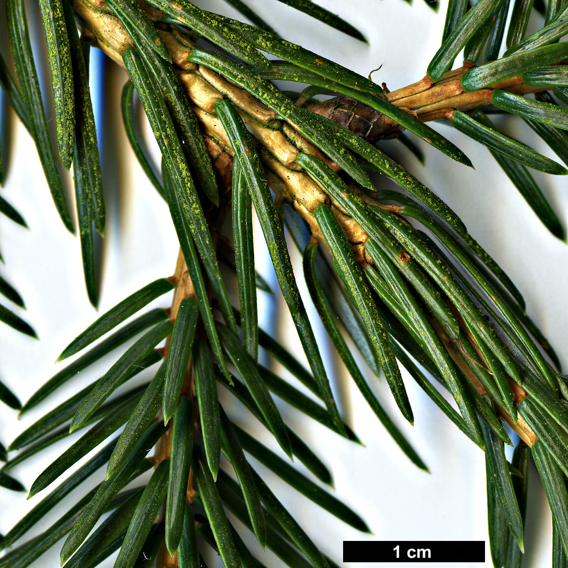 High resolution image: Family: Pinaceae - Genus: Picea - Taxon: brachytyla