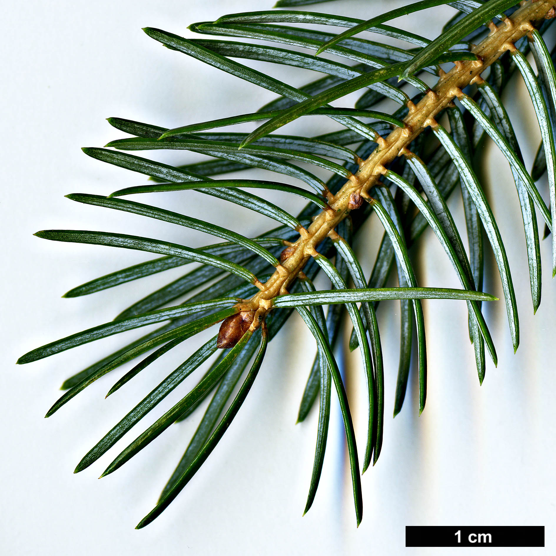 High resolution image: Family: Pinaceae - Genus: Picea - Taxon: brachytyla