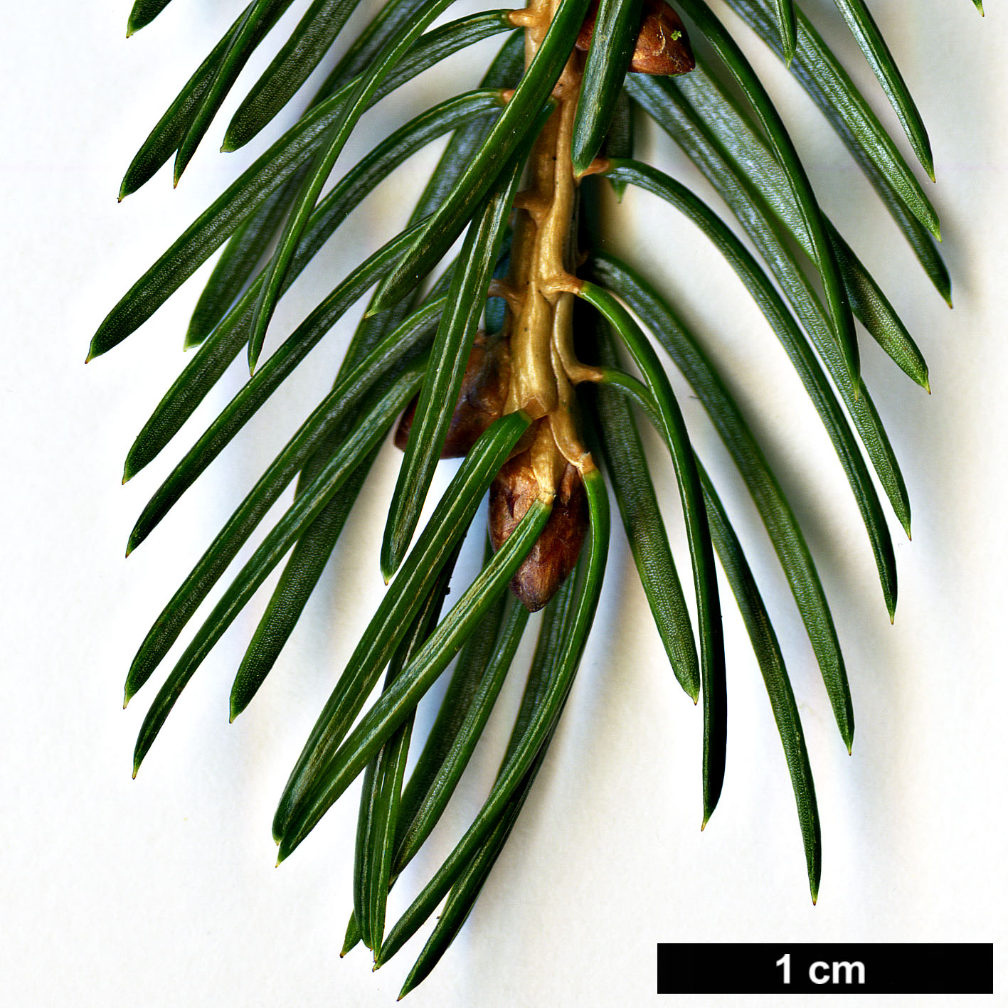 High resolution image: Family: Pinaceae - Genus: Picea - Taxon: brachytyla