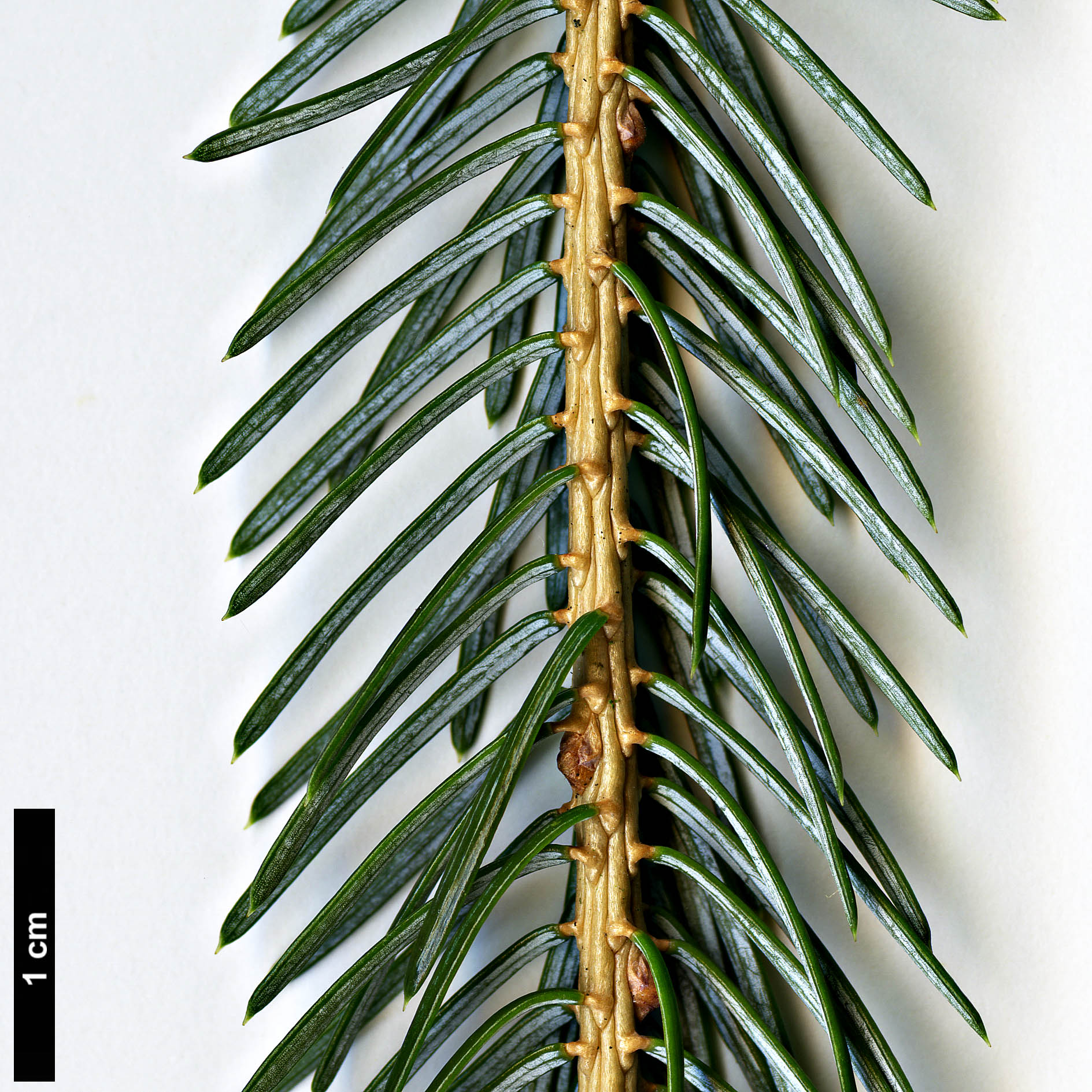 High resolution image: Family: Pinaceae - Genus: Picea - Taxon: brachytyla