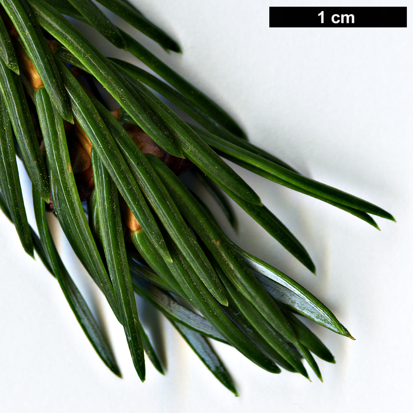 High resolution image: Family: Pinaceae - Genus: Picea - Taxon: brachytyla