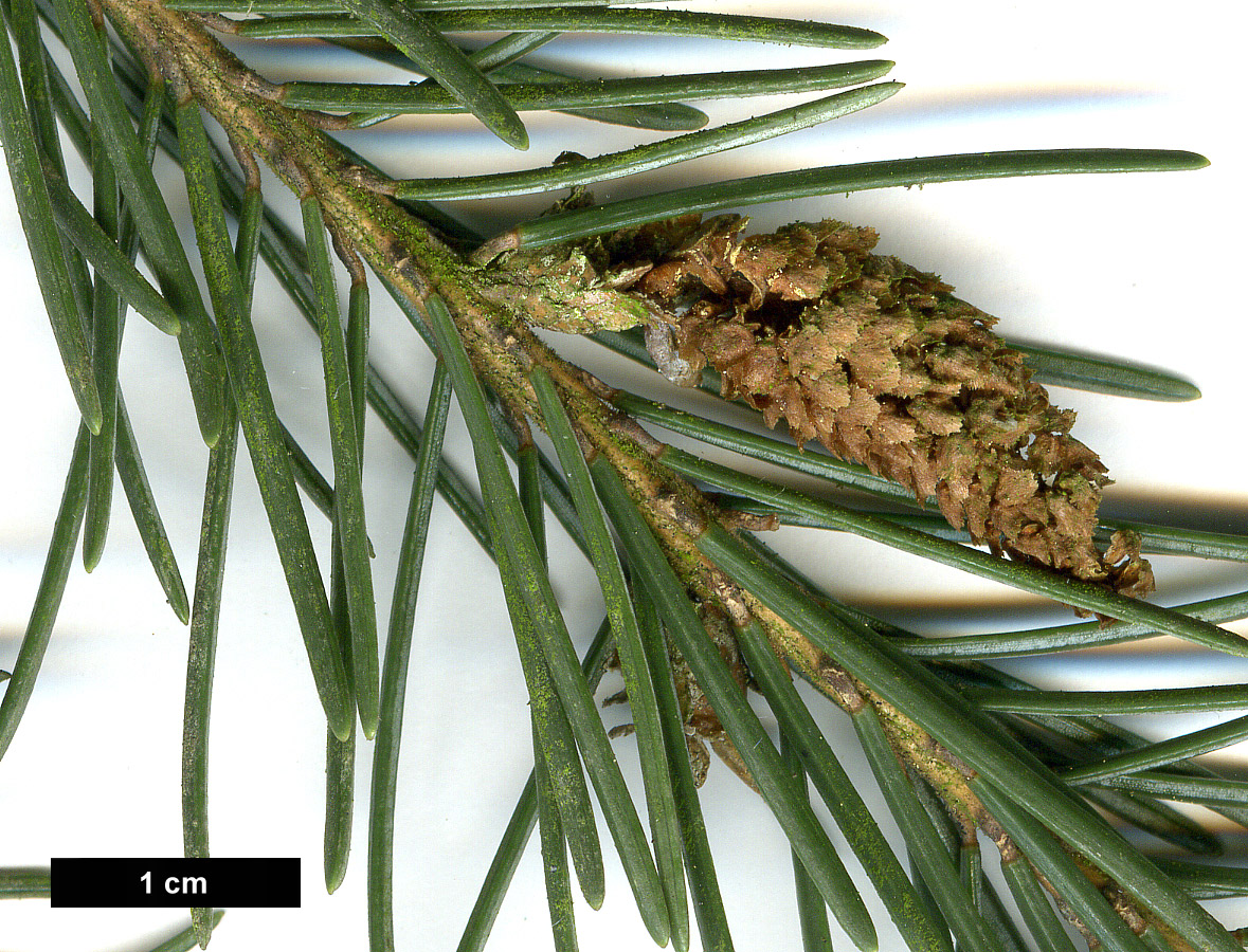 High resolution image: Family: Pinaceae - Genus: Picea - Taxon: breweriana